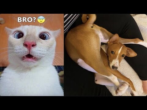 Best Funniest Dogs And Cats 🥰 - Funny Animal Compilation 😂