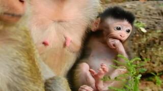 Jill Best Nurse For Baby Jilla, New Baby Monkey Jilla Best Interesting Activity