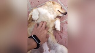 Sống hưởng thụ quá đấy con...cunyeucuadua yeucho yeuchomeo cún cúncon chó chómèo chócon chókhôn yeuchomeo chócute pet dog dogsoftiktok