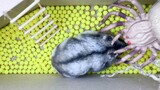 Hamster Thong Thả Chiến Đấu Với Nhện Và Bọ Cạp
