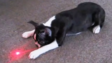 Top 10 Animals Chasing Laser Pointers Videos 🔴 Animales Persiguiendo Punteros Láser Vídeos