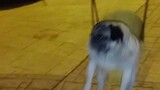 British Bulldog on Swing (Rare Footage)