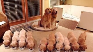 Cutest Puppies! Mother Dogs and Cute Puppies Videos Compilation, Cute moment of Puppy #2