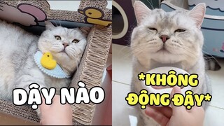 BÁNH GẠO - Mèo con  chải lông ngoan nhất trên mạng | Pets TV