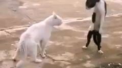 Kungfu Cat 🤣