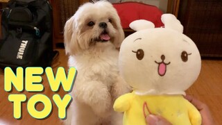 Shih Tzu Dog's Reaction To His New Toy