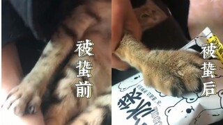 都说了让你们不要和小蜜蜂玩……