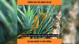 Dứa vừa nặng vừa rẻ tại sao người ta vẫn trồng | LT Review