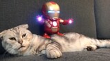 [Hewan]Saat mainan Iron Man berdiri di atas seekor kucing...
