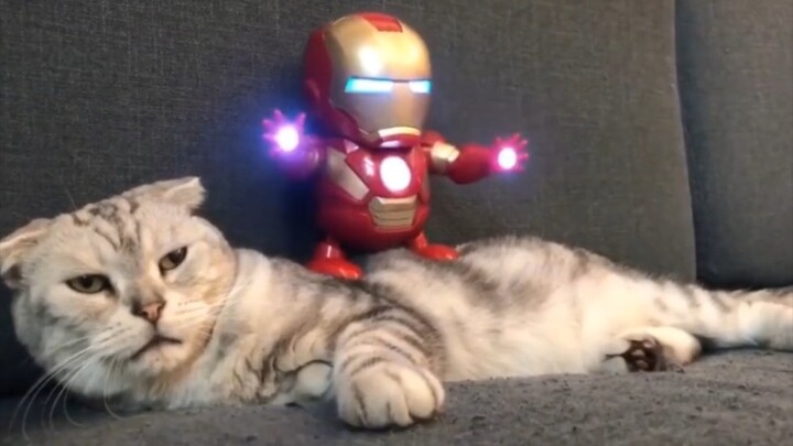 [Animals]When an Iron Man toy stands on a cat...