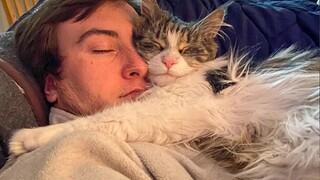 Cute CATS Won't Sleep Until They Cuddles with Their Human  - Cute Cats And Owners Sleep Together