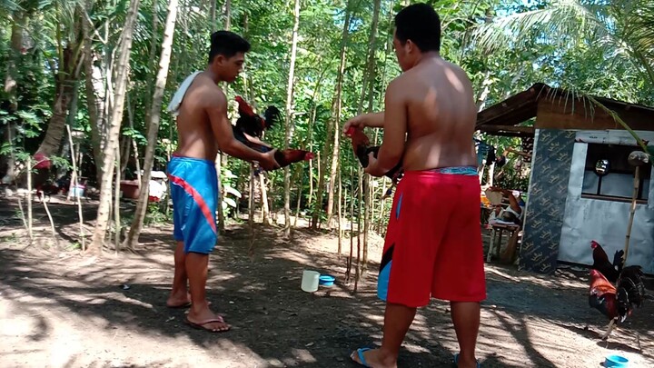 sparring