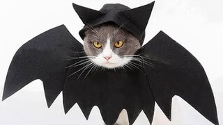 KUCING RUMIT - Paling imut eps.1