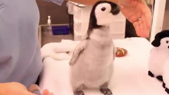 Feeding the baby penguins, so cute