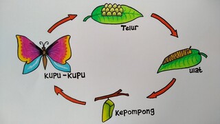 Cara menggambar perkembangbiakan kupu kupu || Cara menggambar daur hidup kupu kupu