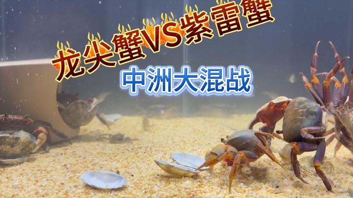斗蟹苍穹2，龙尖VS紫雷蟹，中洲大混战！