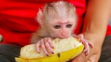 Congratulation Healthy Boy Luca Enjoys Eating A Banana By Himself. Luca Is Cutest Baby Monkey