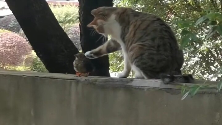 [Hewan] Seekor kucing mengerjai burung mangsanya