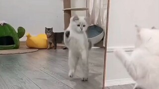 cute pussy cats