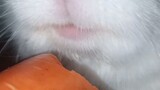 สัตว์|กระต่ายกำลังกินแครอท