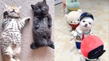 Tik Tok Chó Mèo Hài Hước và Dễ Thương Nhất Thế Giới - Funny Cats and Dogs #14