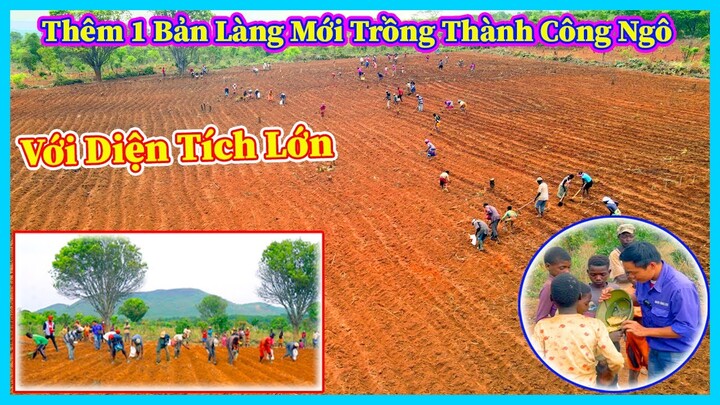 Hùng KaKa ll Thêm 1 Bản Làng Mới Đã Trồng Thành Công Trại Ngô Với Diện Tích Lớn ?