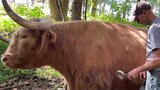 [Động vật] Khi chú bò Scotland bị ốm, chủ của nó có thể làm gì?