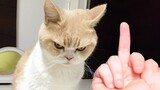 Putting Middle Finger in Front of Your Pet's Face | Pets Kingdom