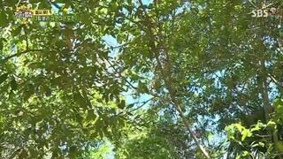 Law of The Jungle E278 Sub Indo - Bstation