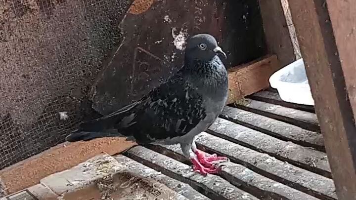 sobrang angas ang tindi