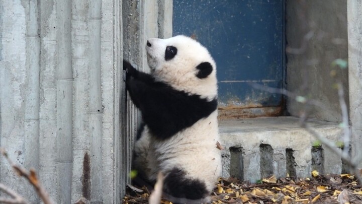 [Panda Hehua Jinshuang] พากันสำรวจประตูทางเข้าใหญ่เลย