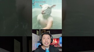 BOCIL INI BERKEPALA KAMBING 😱 | ALDIS #shorts