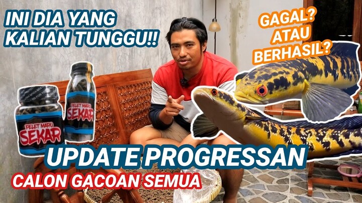 UPDATE LAGI TREATMENT BUNGA CHANA MARU SANSAN.tv….TAMAN BUNGA BERMUNCULAN