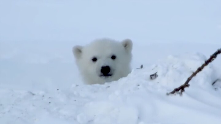 Mengamati diam-diam beruang kutub kecil