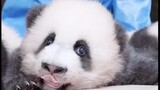 What Does A Panda Sound Like? [Panda Jixiao]