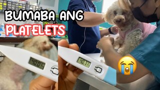 NAGKASAKIT SI CHEESECAKE | NILALAGNAT NA ASO, ANO ANG PWEDENG GAWIN?