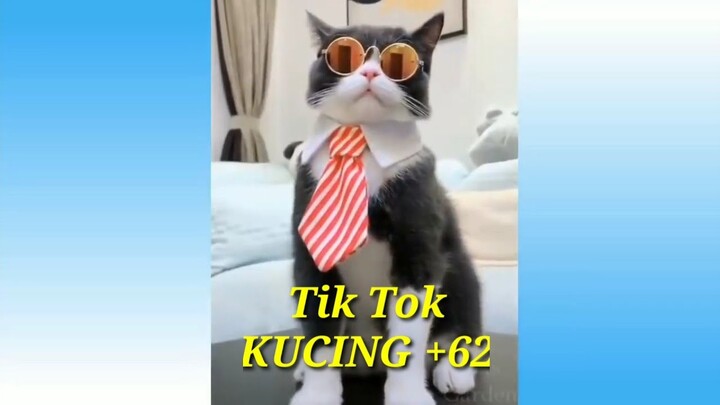 Tik Tok versi Kucing +62 bikin Ketawa Bahagia Santosa