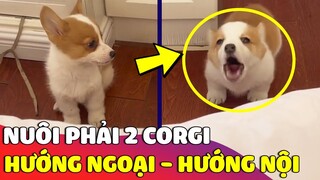 Khi Sen nuôi phải 2 con báo 'HƯỚNG NỘI VÀ HƯỚNG NGOẠI' sẽ như thế nào 😅 Gâu Đần