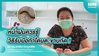 หน้าฝนควรรู้ วิธีรับมือโดนตะขาบกัด ! | RAMA Channel