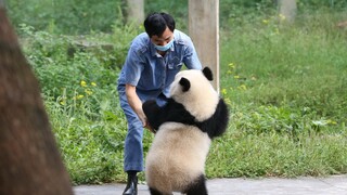 Zhong Zhong really likes this tyre swing!