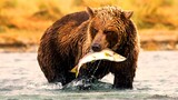 Grizzly Bear Catching Salmon.
