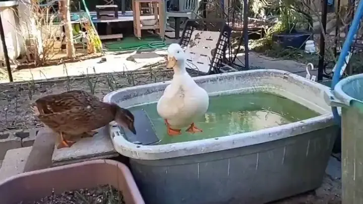 Duck:?