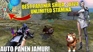 COMBO TER GG PET SHIBA + KARAKTER A124! BISA UNLIMITED EP & HP! AUTO KENYANG MAKAN JAMUR! FREE FIRE