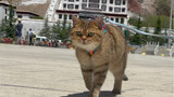 Bisakah saya membawa kucing saya ke Tibet?