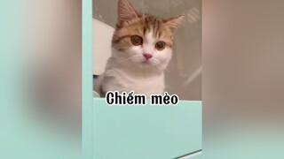 Chiếm nhó MN ơiii 😭😭 Xinh á cat mèo