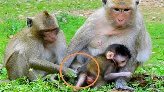 JILL CARE BABY FROM KIDNAPPER MONKEY KARI, JILL SCARE BABY CRY Coz KARI Want To Catch Baby