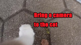 [Pecinta kucing] Letakkan kamera pada kucing, baru tahu ia sangat mencintaiku