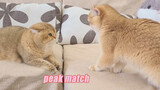 [คลิปแมว] เมื่อแมวสองตัวขู่แข่งกัน