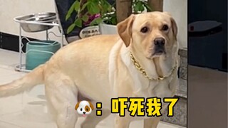 狗子看电视入迷了！