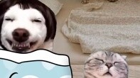 เมื่อพ่อแม่ของคุณเป็นคนนามธรรม #catmemelittletheater #catmeme